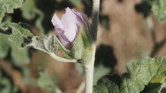 Malacothamnus enigmaticus