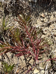 Stillingia sylvatica