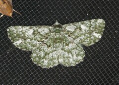 Aeolochroma hypochromaria