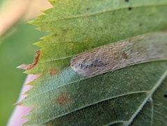 Phyllonorycter obscuricostella