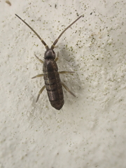 Tomocerinae