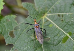 Repipta fuscipes