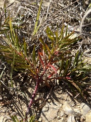 Stillingia sylvatica