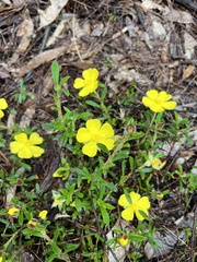 Hibbertia obtusifolia