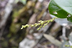 Chiococca sessilifolia