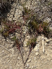 Stillingia sylvatica