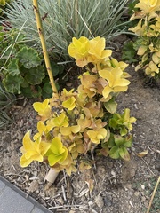 Fremontodendron californicum