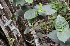 Chiococca sessilifolia