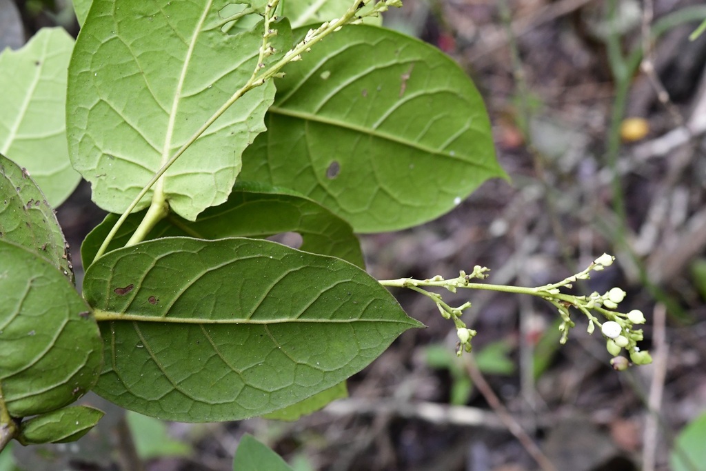 Chiococca sessilifolia
