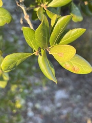 Quercus myrtifolia