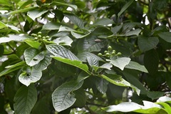 Coussarea chiapensis