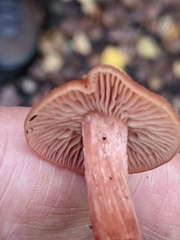 Laccaria proxima