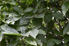 Coussarea chiapensis