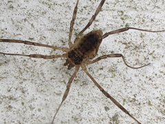 Oligolophus tridens
