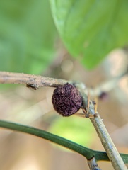 Disholcaspis quercusglobulus