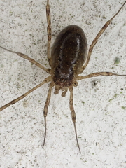 Oligolophinae