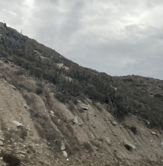 Stenocereus gummosus