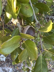 Quercus myrtifolia