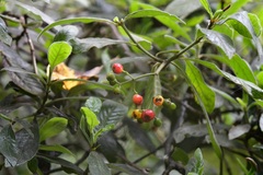Psychotria erythrocarpa