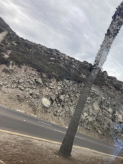 Stenocereus gummosus