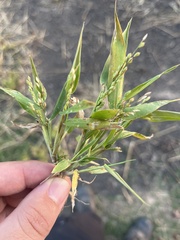 Dichanthelium acuminatum