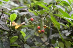 Psychotria erythrocarpa
