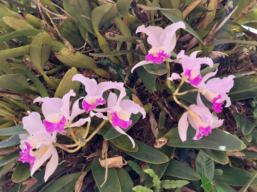 Cattleya mendelii (Cattleya mendelii)