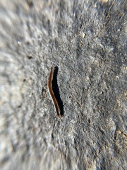 Blaniulus guttulatus