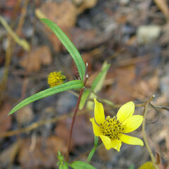 Helianthus porteri