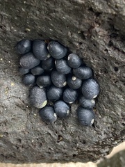 Nerita picea