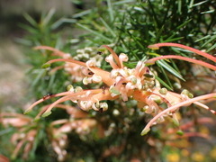 Grevillea juniperina