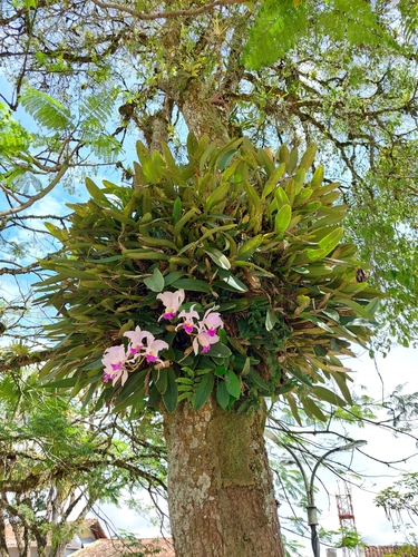 Image of Cattleya mendelii by (c) Daniel Mesa, some rights reserved (CC BY)