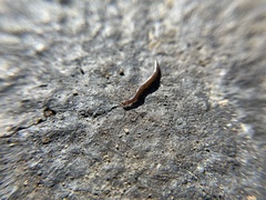 Blaniulus guttulatus