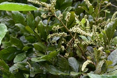 Paullinia fuscescens