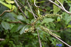Paullinia fuscescens