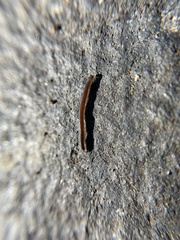 Blaniulus guttulatus