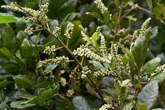 Paullinia fuscescens