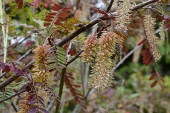 Alvaradoa amorphoides