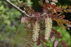 Alvaradoa amorphoides