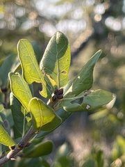 Quercus myrtifolia