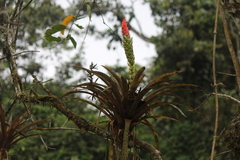 Guzmania monostachia