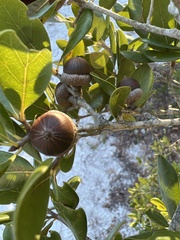 Quercus myrtifolia