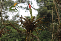 Guzmania monostachia