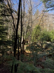 Acer pensylvanicum