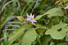 Solanum hispidum