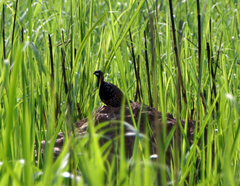 Francolinus francolinus