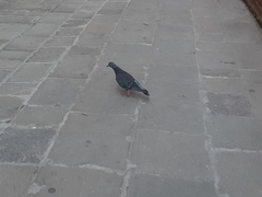 Columba livia domestica