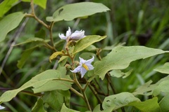 Solanum hispidum