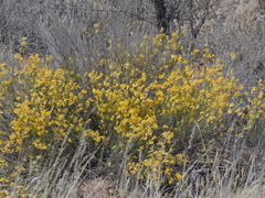 Crotalaria spartioides