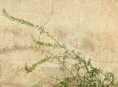 Reseda alba